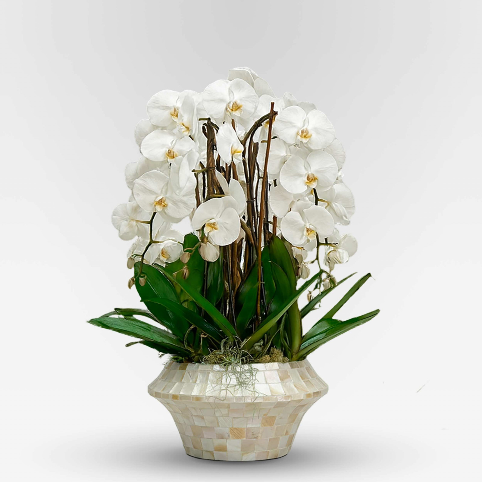 BELLA BIANCA  XXX - Slider - 1