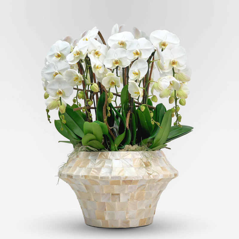 DIVA BIANCA  XXX - Slider - 1