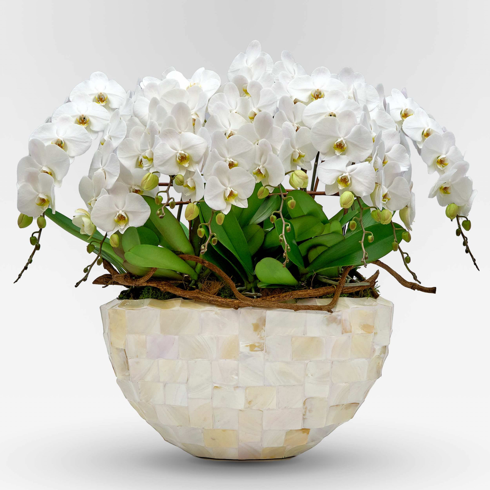 REGINA BIANCA  XXX - Slider - 1