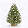 copy of TRADITION FIR  Christmas trees - 1