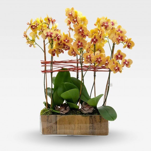 QUAI DE MONTEBELLO Orchids in Planters - 1
