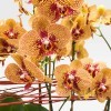 QUAI DE MONTEBELLO Coupes d'Orchidées - 2