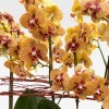 QUAI DE MONTEBELLO Coupes d'Orchidées - 3