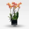 GALERIE COLBERT Orchids in Planters - 1