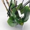 GALERIE COLBERT Orchids in Planters - 4