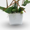GALERIE VIVIENNE Orchids in Planters - 3