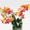 PROMENADE VIVIENNE & COLBERT Orchids in Planters - 4