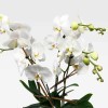 PROMENADE VIVIENNE & COLBERT Orchids in Planters - 6