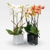 PROMENADE VIVIENNE & COLBERT Orchids in Planters - 1