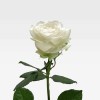 CHANTILLY Roses Premiums - 1