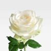 CHANTILLY Premium Roses - 2