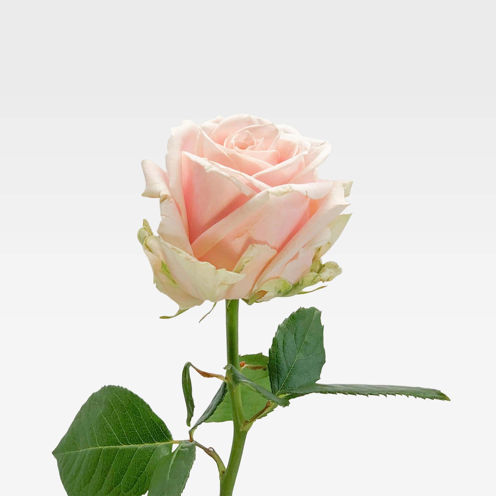 PRINCESSE Roses Premiums - 1