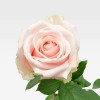 PRINCESSE Premium Roses - 2