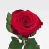 ROYALE Roses Premiums - 2