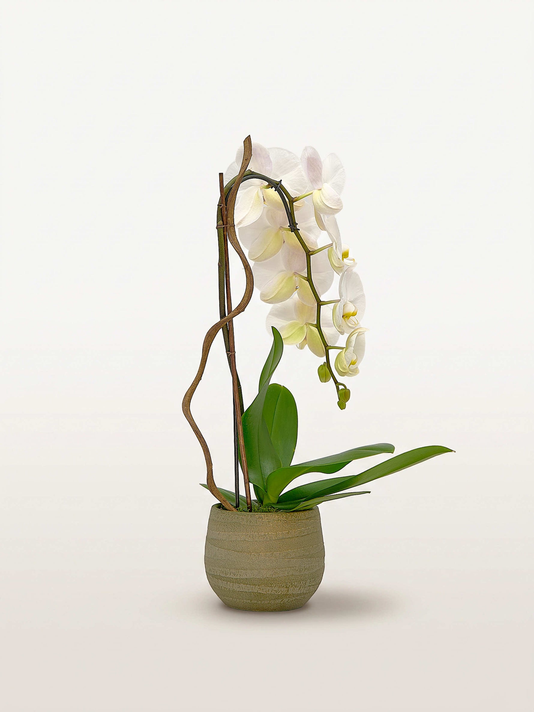Cascade Opaline N°1 en pot de céramique vert mousse, orchidée blanche aux tons crème et branches de saule tortueux
