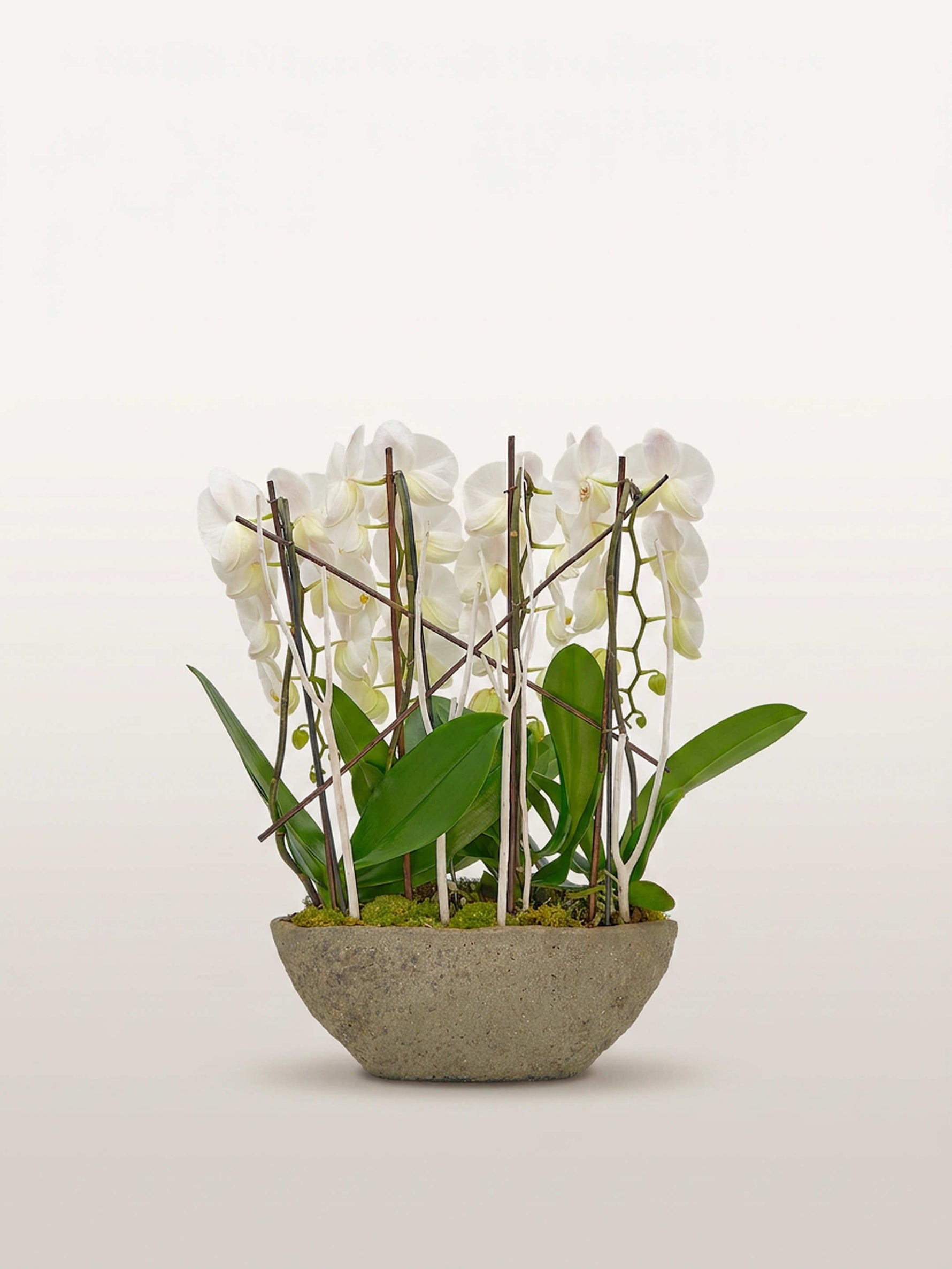 Cascade Opaline N°4 déploie des orchidées blanches et des feuillages verts dans une vasque en pierre grise