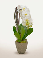 Cascade Opaline N°4 déploie une orchidée blanche à cœur jaune parmi des feuilles vertes dans un pot en pierre grise