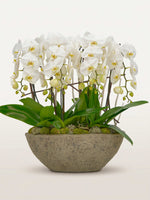 Cascade Opaline N°6 déploie de longues hampes d'orchidées blanches depuis un bol de pierre grise couvert de mousse