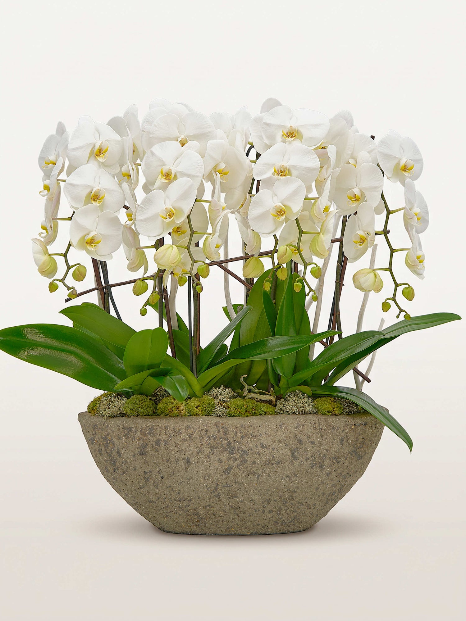 Cascade Opaline N°6 déploie de longues hampes d'orchidées blanches depuis un bol de pierre grise couvert de mousse