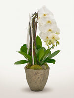 Cascade Opaline N°6 déploie ses orchidées blanches en cascade sur des tiges sculpturales, dans un pot en pierre grise