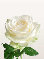 Coffret Chantilly ivoire taille M mettant en valeur une rose blanche crème aux pétales délicats sur fond neutre