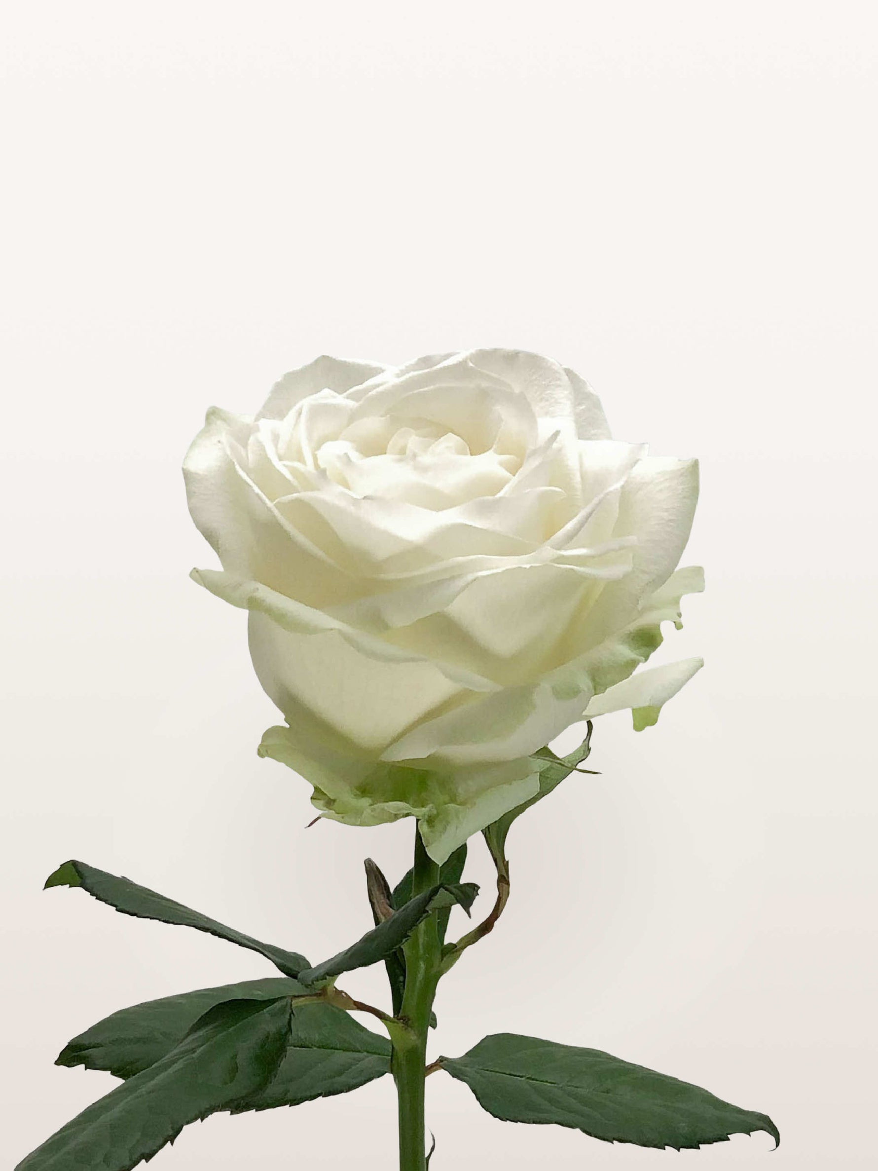 Rose blanche unique aux pétales larges, tige vert tendre et feuillage dentelé