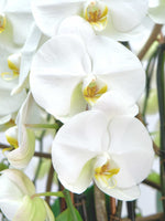 Diva Bianca, orchidées blanches aux labelles jaune et pourpre, pétales larges ouverts en rotonde