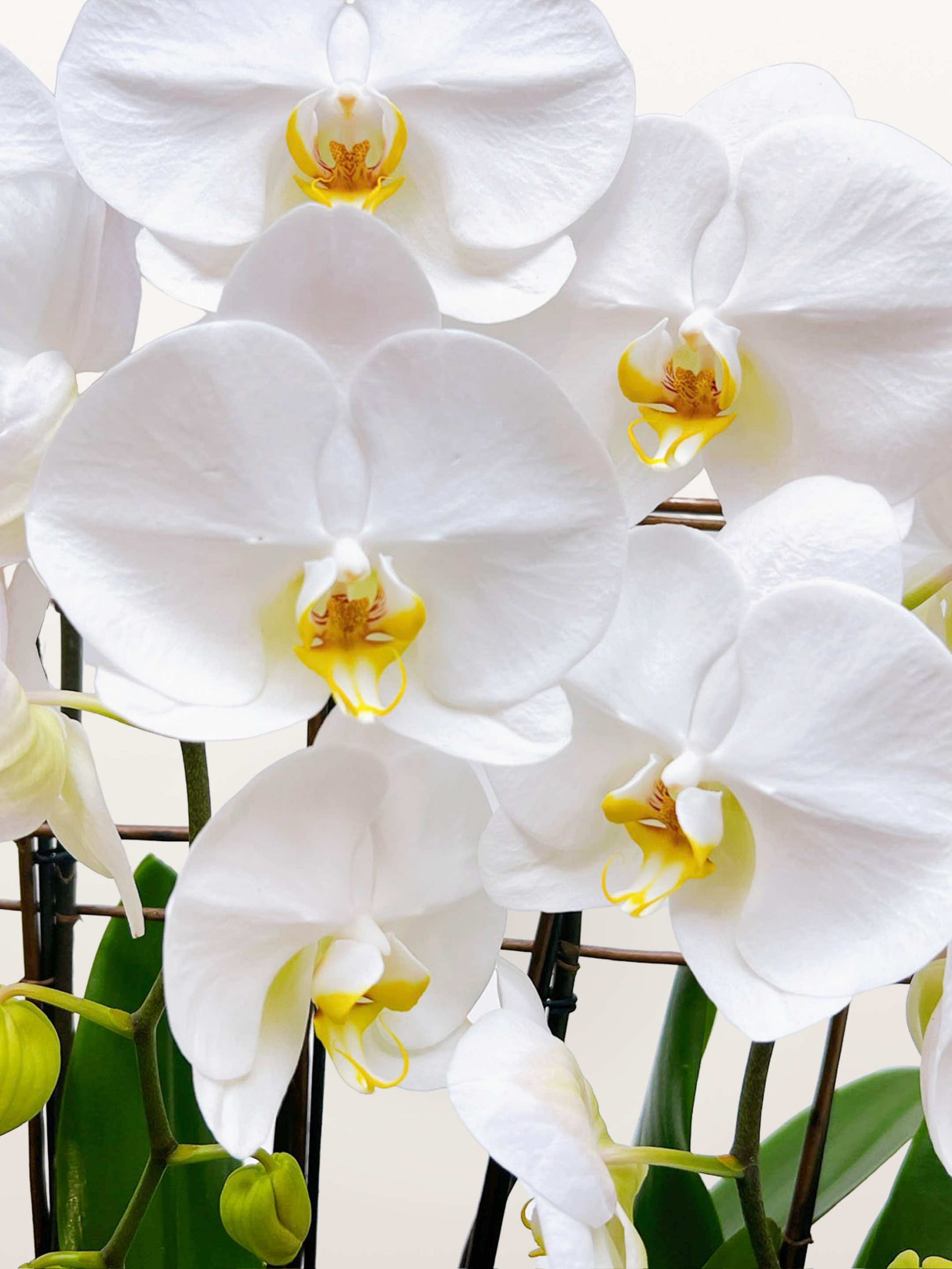 Orchidées Quai de la Tournelle aux pétales blancs et labelles jaunes tachetés de rouge, feuilles vertes