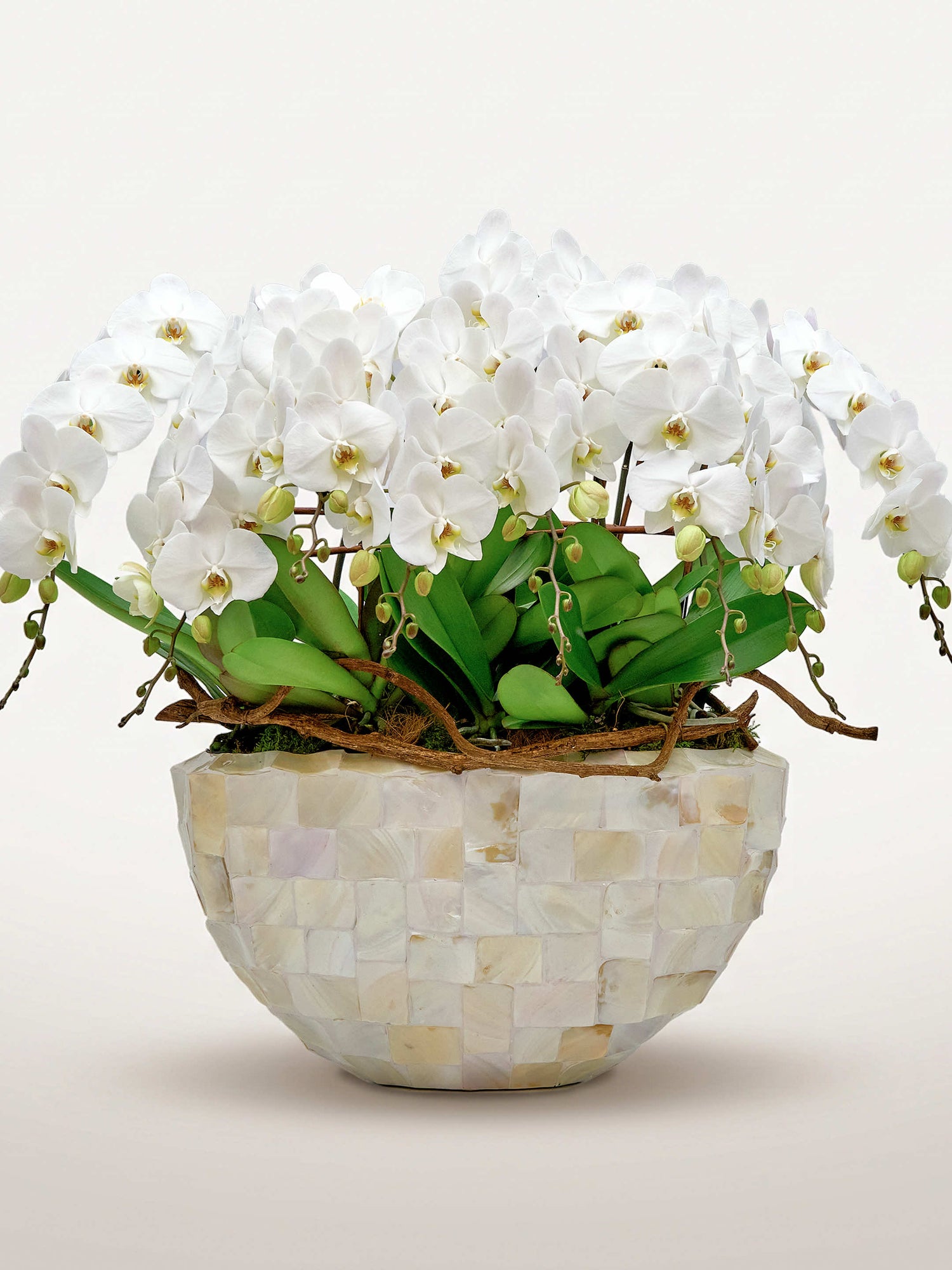 Regina Bianca, dix tiges d'orchidées blanches en cascade dans un vase en mosaïque de nacre