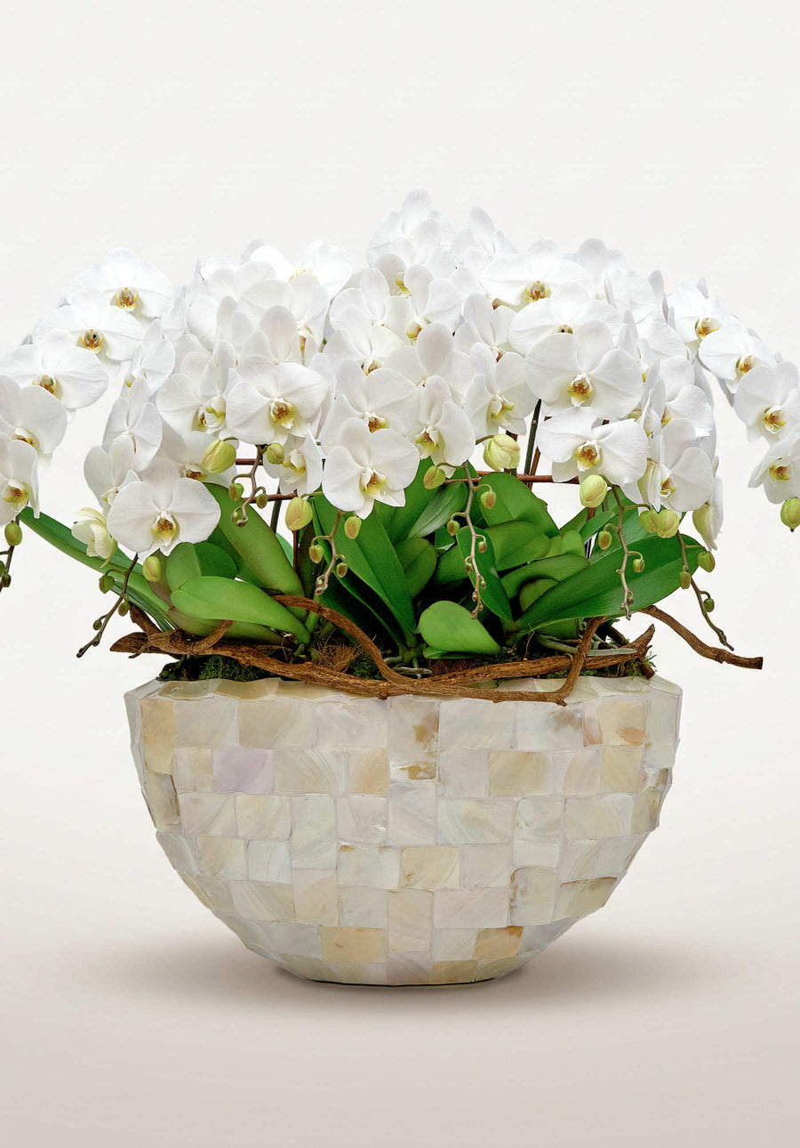 Regina Bianca XXXL en cascade déploie ses orchidées blanches sur racines naturelles dans un coffret ivoire nacré