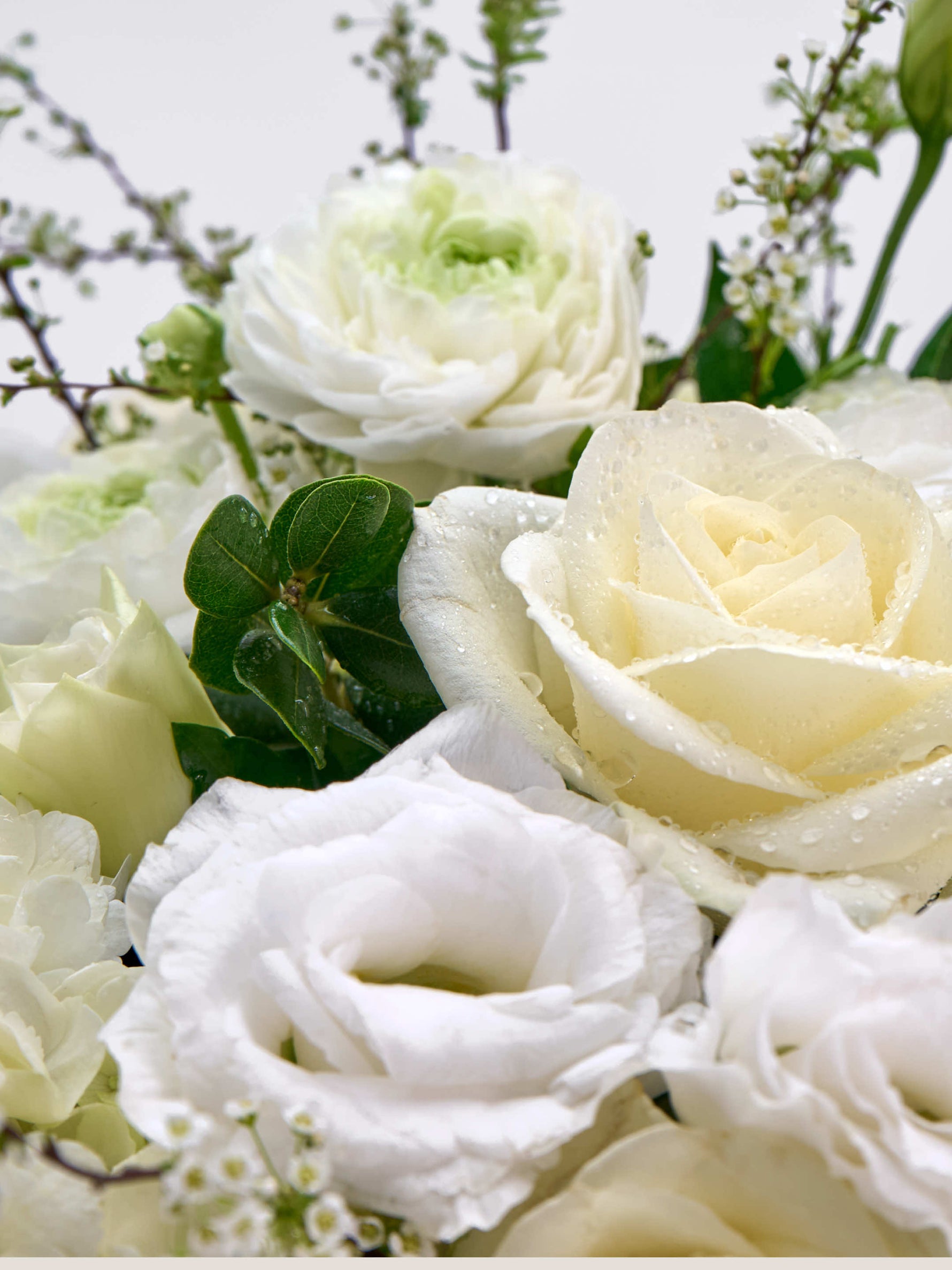 Reine Blanche M, roses ivoire perlées de gouttelettes, renoncules blanches et feuillage vert