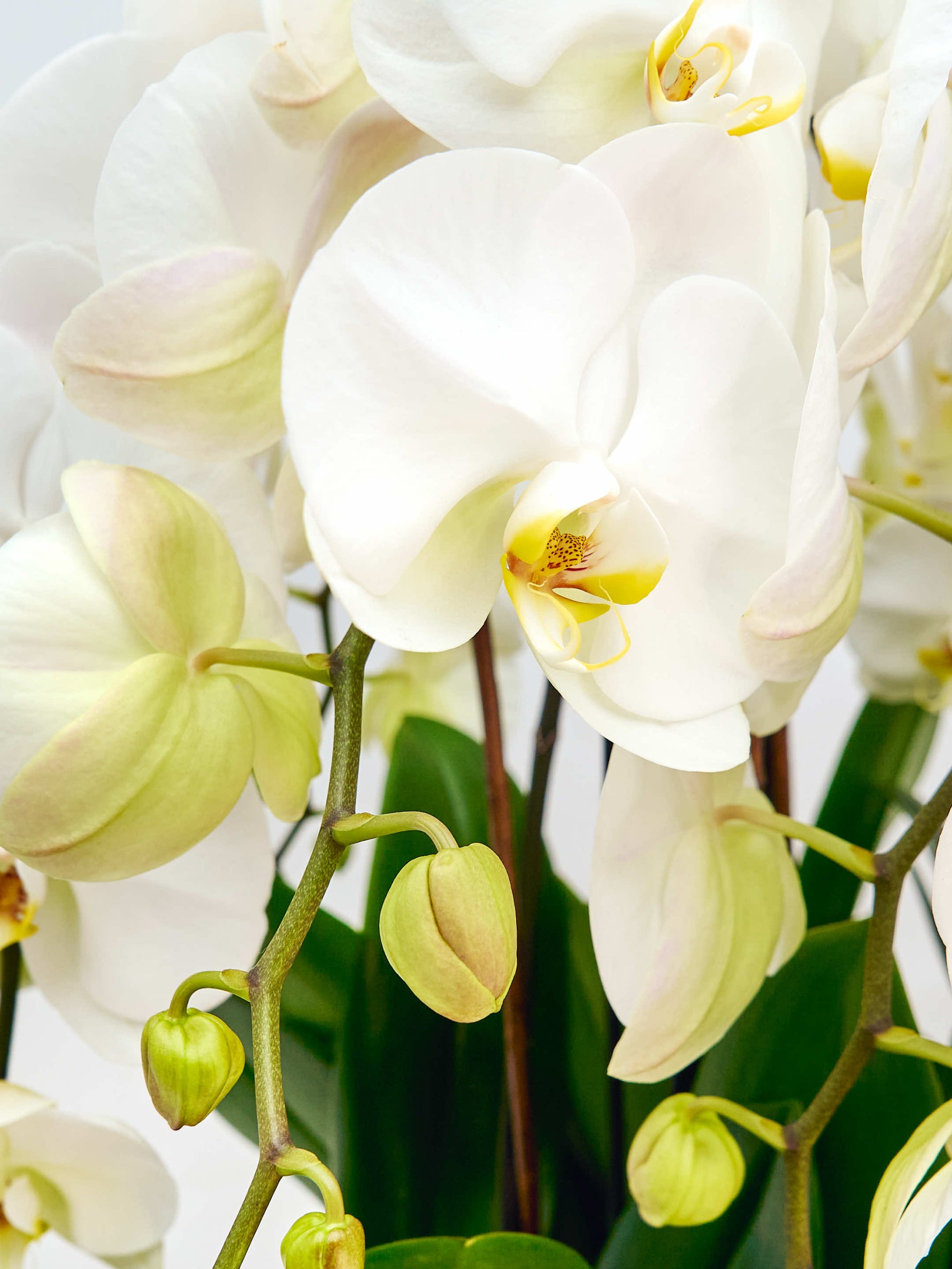 Rotonde Opaline N°10 dévoile de larges orchidées blanches au cœur jaune moucheté, entourées de boutons vert tendre