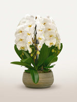 Rotonde Opaline N°5 présente de somptueuses orchidées phalaenopsis blanches dans un pot en céramique texturée