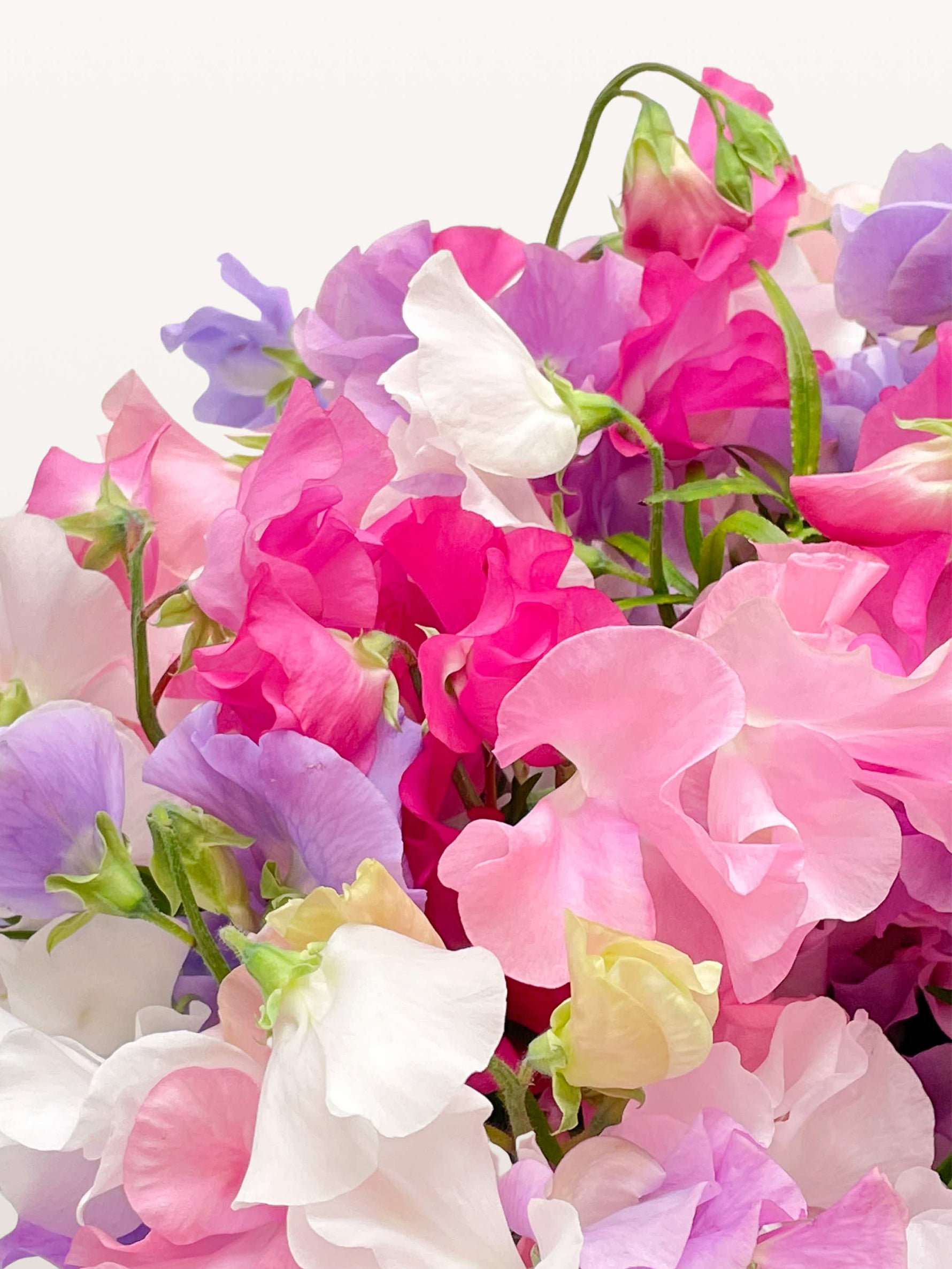 Bouquet Colibri aux pois de senteur froissés, nuances roses, blanches, mauves et jaune pâle mêlées