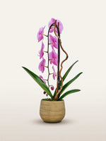 Cascade Rosaline N°1 déploie ses orchidées roses aux tiges soutenues par du bois flotté dans un pot en grès beige