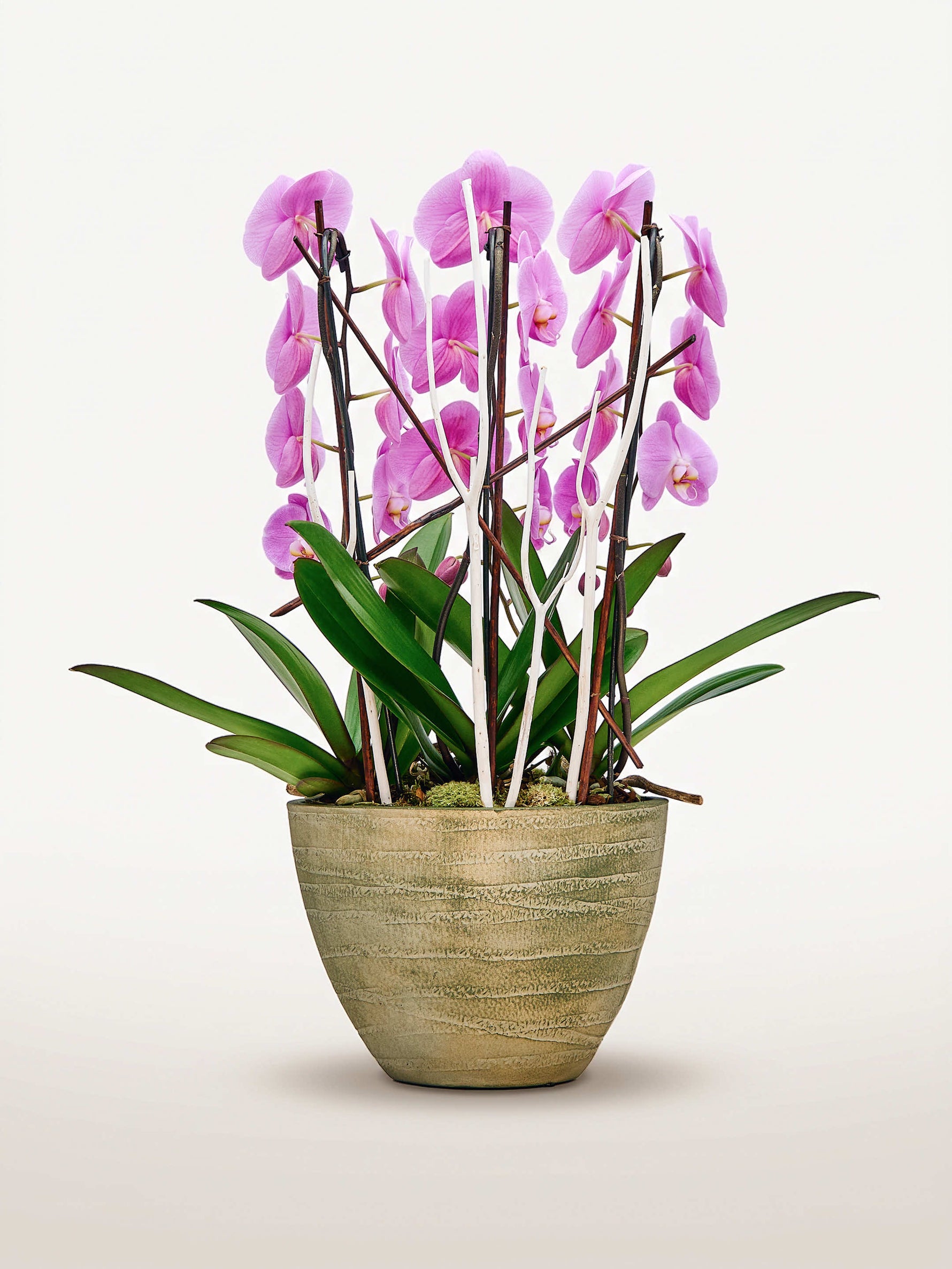 Cascade Rosaline N°3 déploie ses orchidées rose vif sur tuteurs dans un pot en céramique texturée