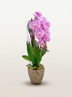 Cascade Rosaline N°4 déploie ses orchidées roses en cascade au-dessus de feuilles vertes dans un pot en pierre