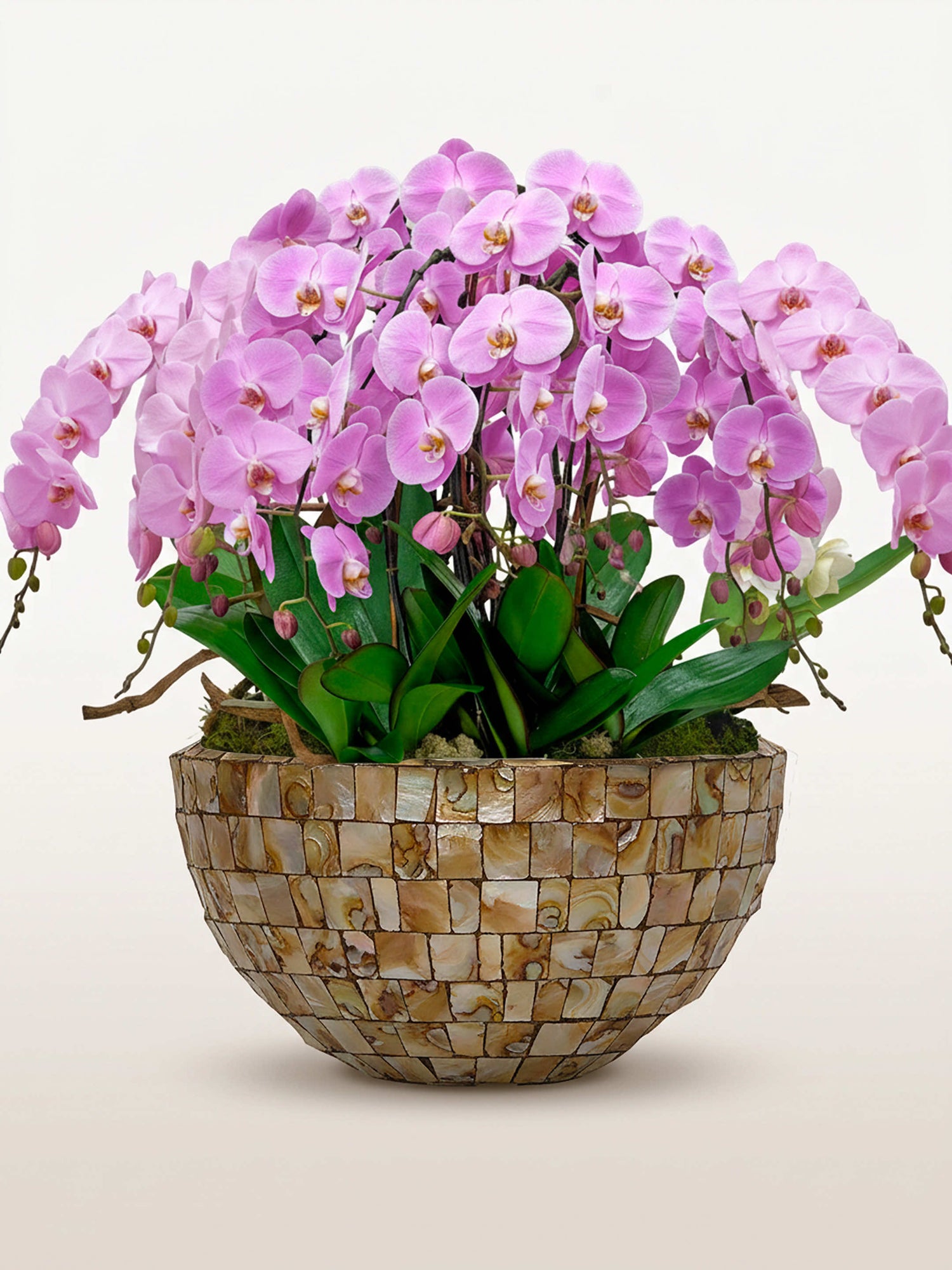 Regina Rosa XXXL cascade d'orchidées roses en coffret ivoire nacré