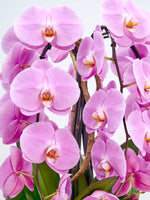 Rotonde Rosaline N°5 présente en gros plan de somptueuses orchidées phalaenopsis roses aux gorges jaune et rouge