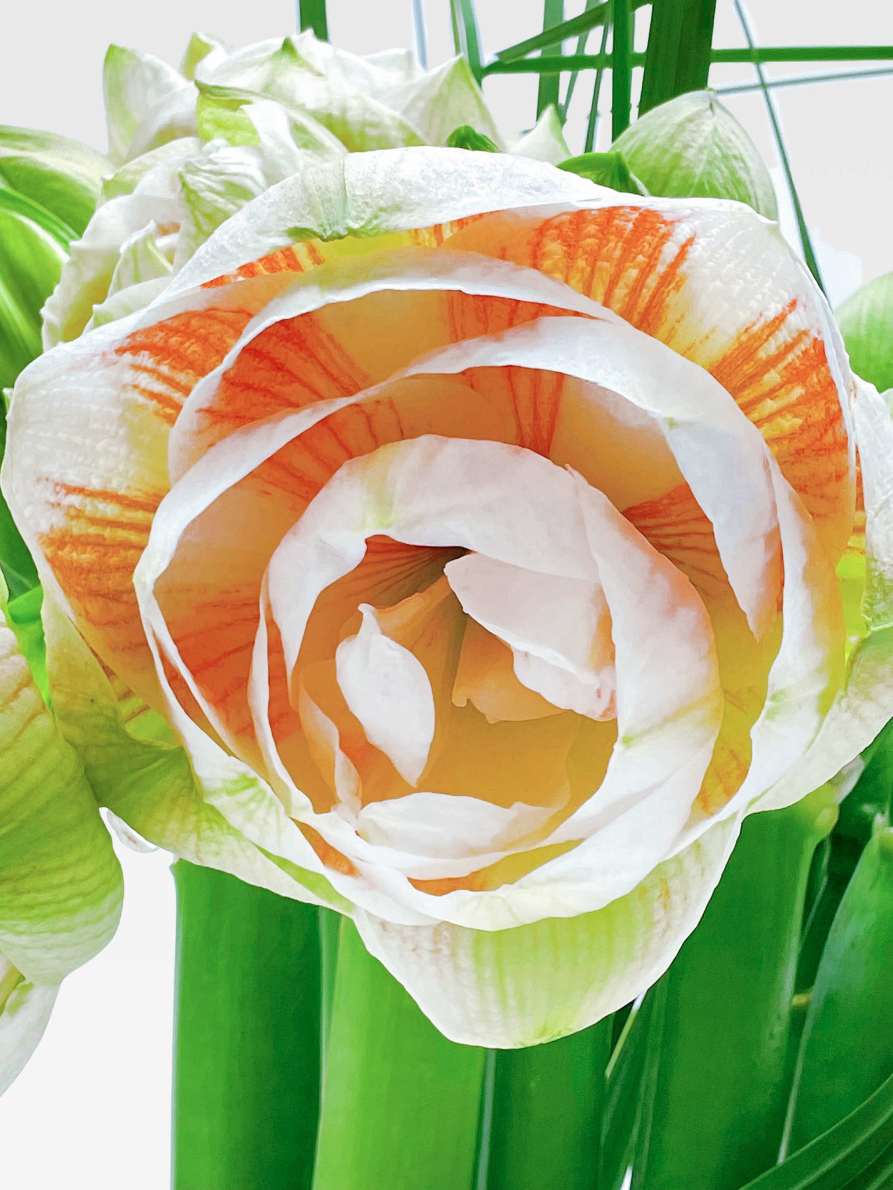 Villa des Nymphéas taille L en bouquet graphique révèle une fleur blanche striée d'orange entourée de tiges vertes