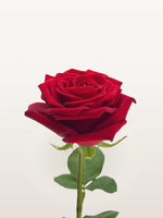 Rose rouge veloutée à pleine floraison sur tige feuillue verte, présentée sur fond blanc épuré