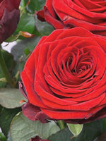 Royal N°75 dévoile des roses rouges XL en brassée aux pétales veloutés délicatement enroulés