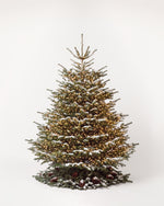 Sapin de Noël Étincelles de 250 cm : Nordmann illuminé d'une guirlande blanc chaud et pied de pommes de pin 