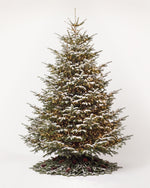 Sapin de Noël Étincelles de 350 cm : Nordmann illuminé d'une guirlande blanc chaud et pied de pommes de pin 