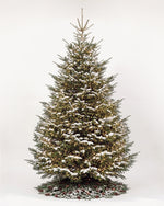 Sapin de Noël Étincelles de 500 cm : Nordmann illuminé d'une guirlande blanc chaud et pied de pommes de pin 