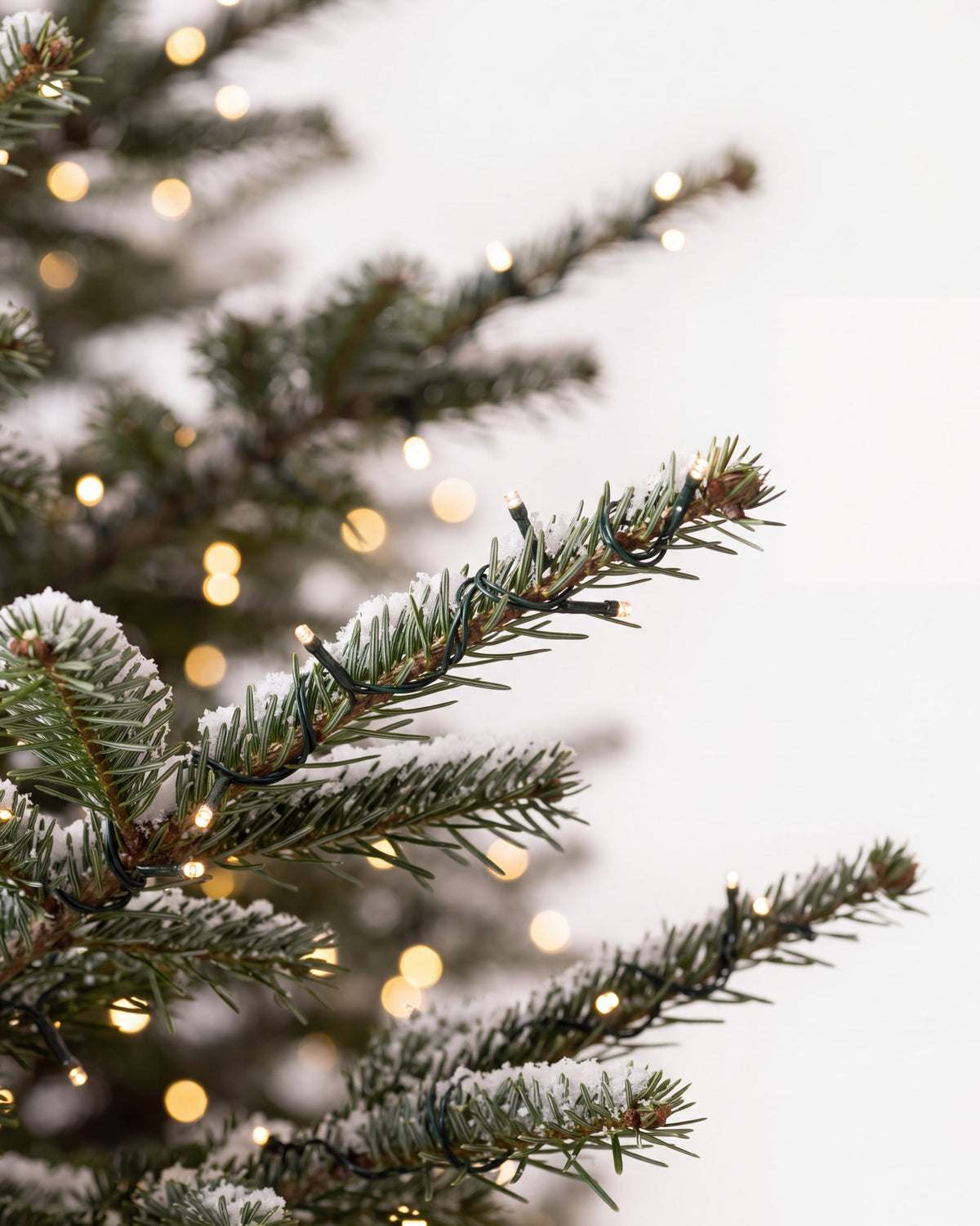 Branche du sapin de Noël Étincelles : aiguilles de Nordmann, guirlande blanc chaud et neige artificielle 