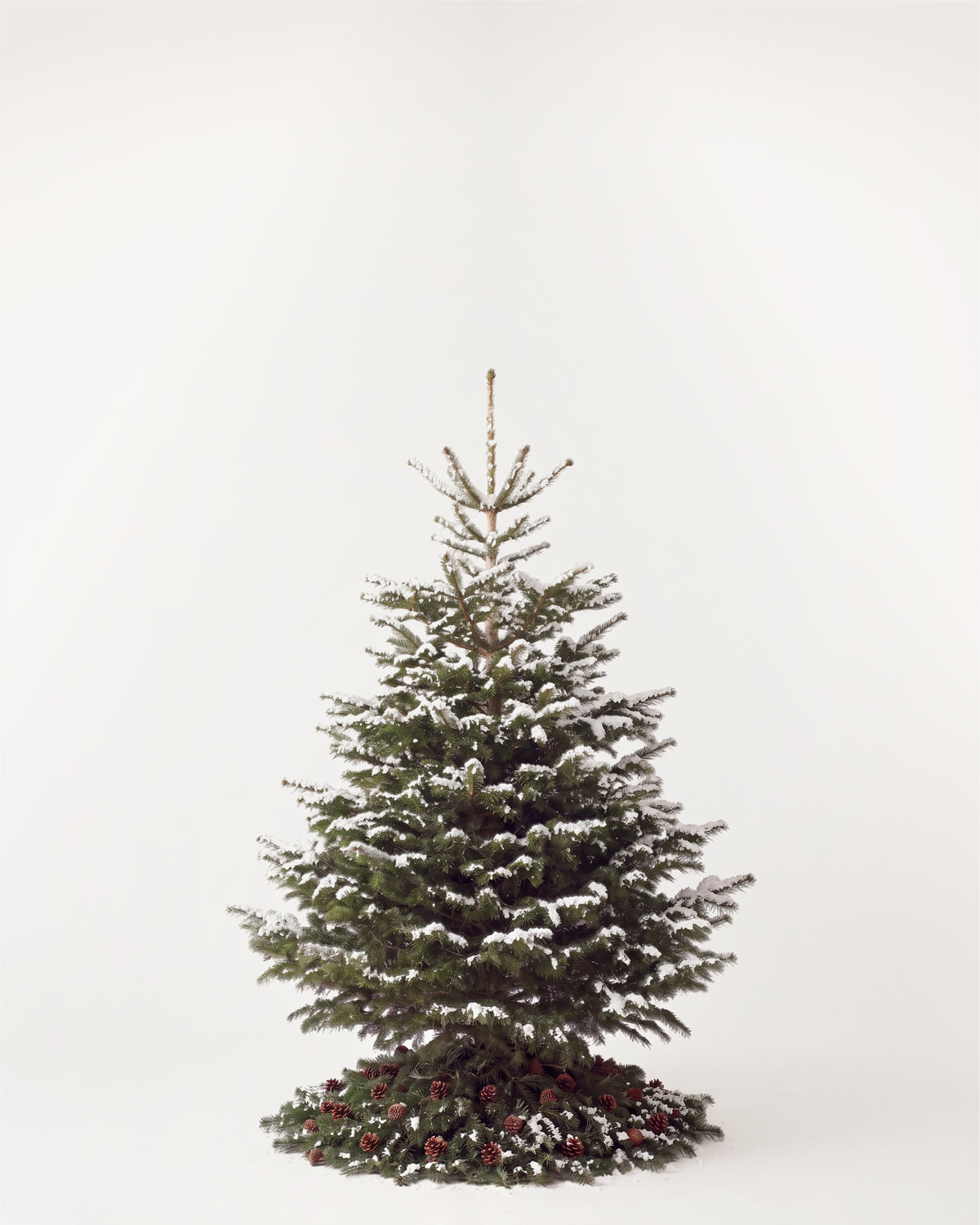 Sapin de Noël Forêt de 150 cm : Nordmann naturel sans décor, neige artificielle et pied de pommes de pin 