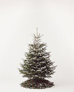 Sapin de Noël Forêt de 150 cm : Nordmann naturel sans décor, neige artificielle et pied de pommes de pin 