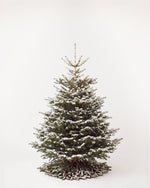Sapin de Noël Forêt de 200 cm : Nordmann naturel sans décor, neige artificielle et pied de pommes de pin 