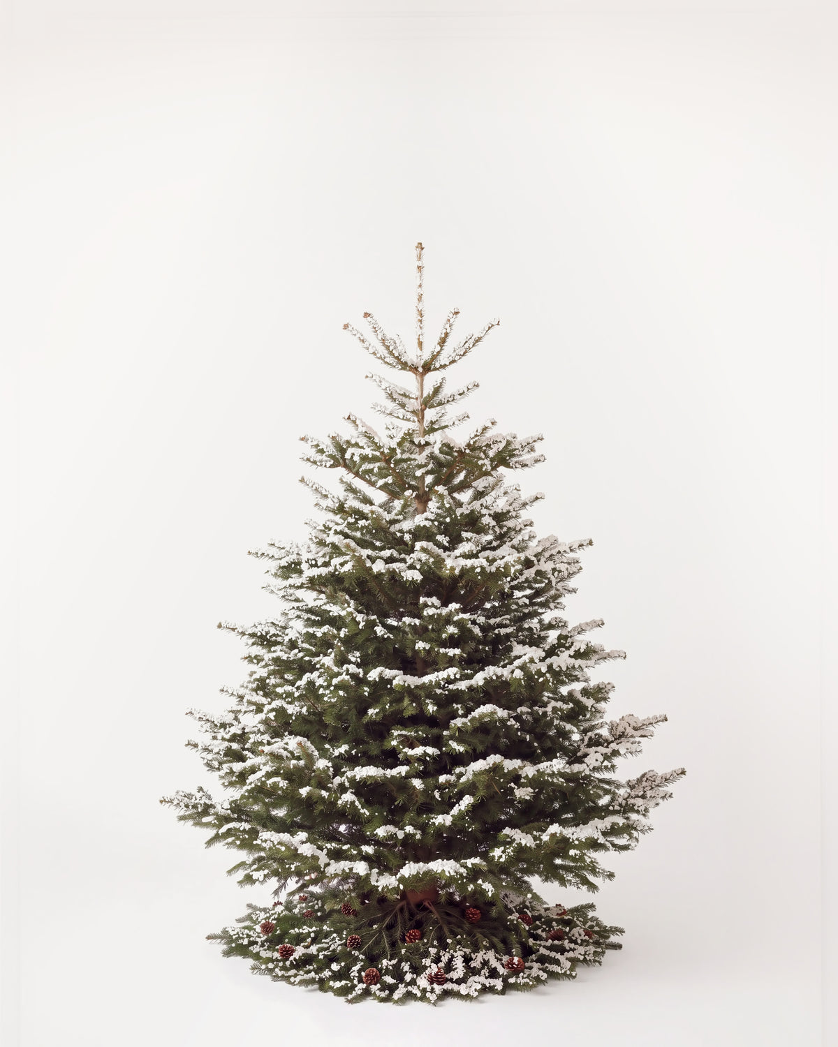 Sapin de Noël Forêt de 200 cm : Nordmann naturel sans décor, neige artificielle et pied de pommes de pin 